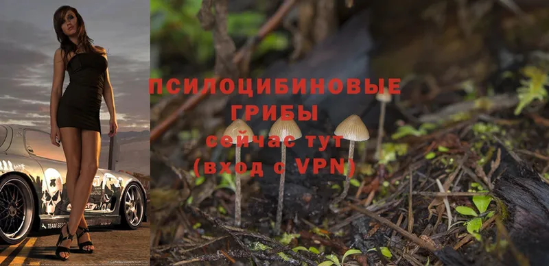 Галлюциногенные грибы MAGIC MUSHROOMS  Жуковка 